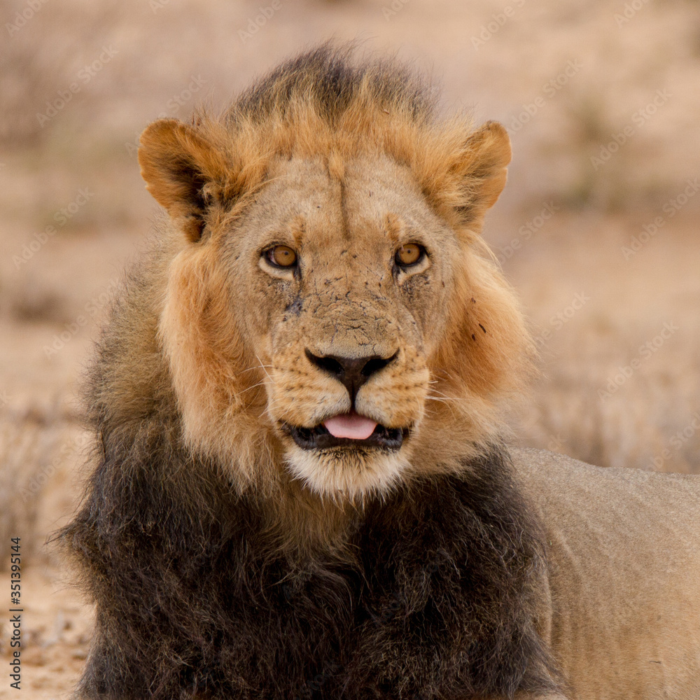 Portrait of male lion with tongue sticking out, Kalahari South Africa