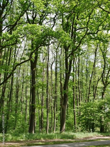 Mischwald im Duvenstedter Brook