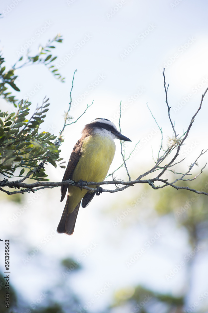 Naklejka premium Ave amarilla con la espalda marrón y la cabeza blanca y negra