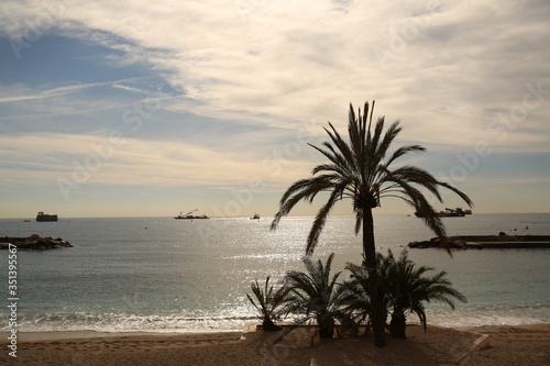 Palms with the sea in Nice.