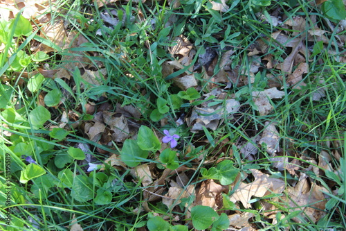 grass in the forest