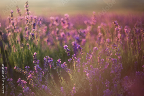 Lavender close-up on a blurry background. Selective and soft focus. The lavender field blooms in summer. Image of lavender with a copy of the space for prints, decor, Wallpaper, posters.