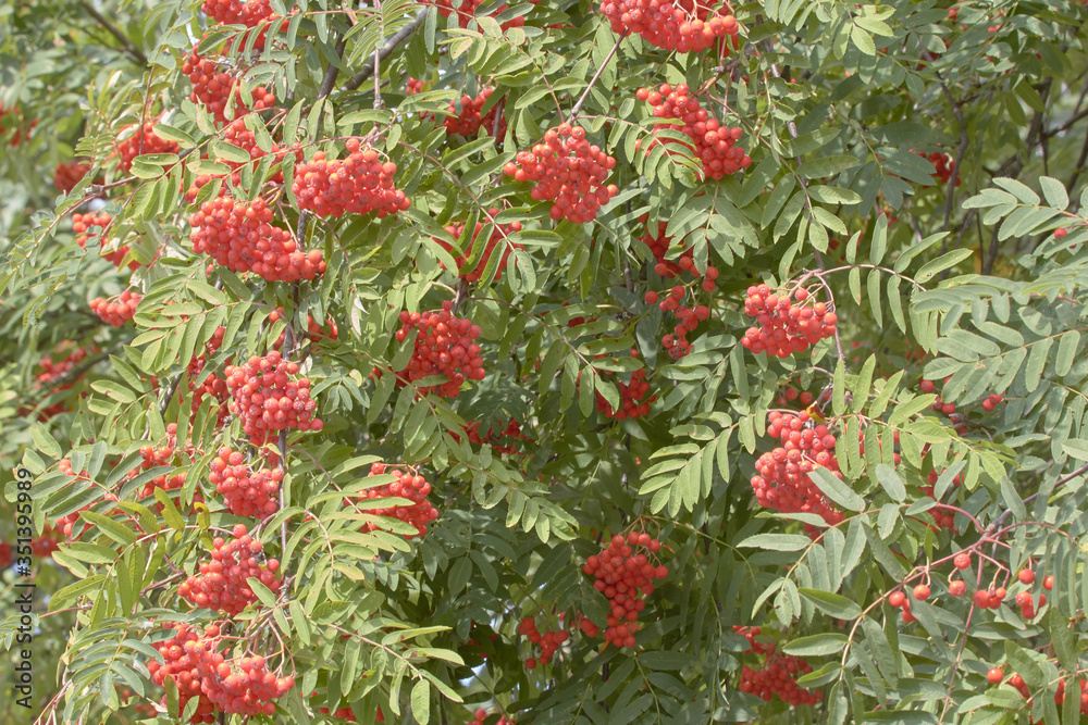 Rowan branches with red berries. Red Rowan berries on the branches of a Rowan tree and green leaves against a blue sky