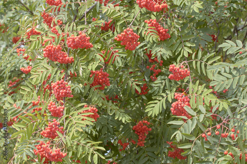 Rowan branches with red berries. Red Rowan berries on the branches of a Rowan tree and green leaves against a blue sky