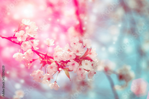 Cherry blossom in sunlight  blurred bokeh background