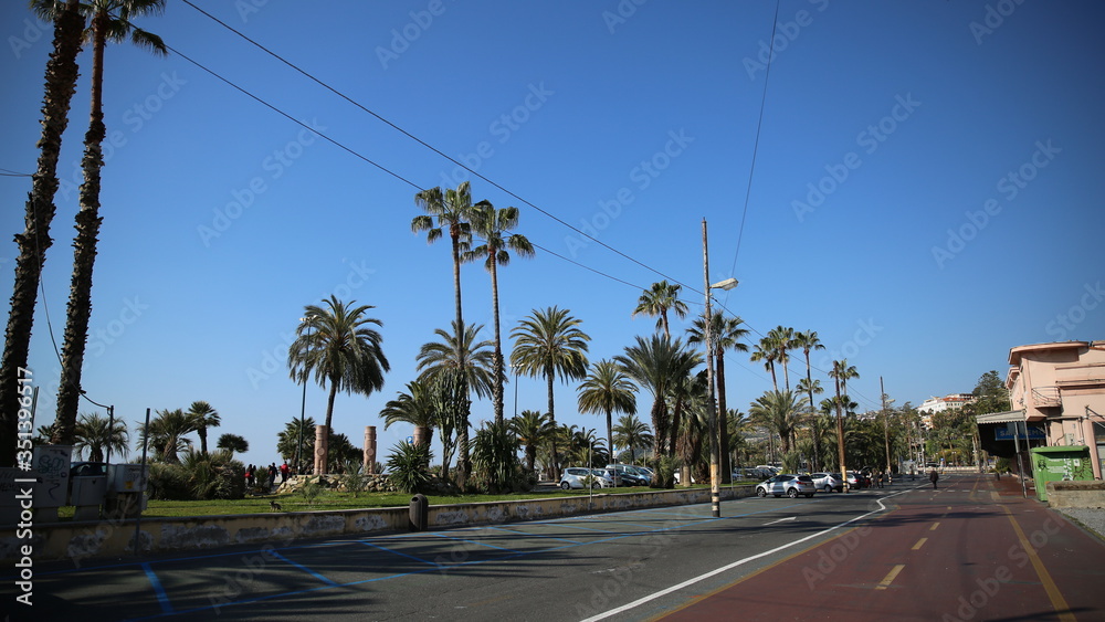 Palm trees in Antibes, France
