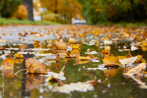 autumn puddle after rain with autumn yellow and maroon leaves