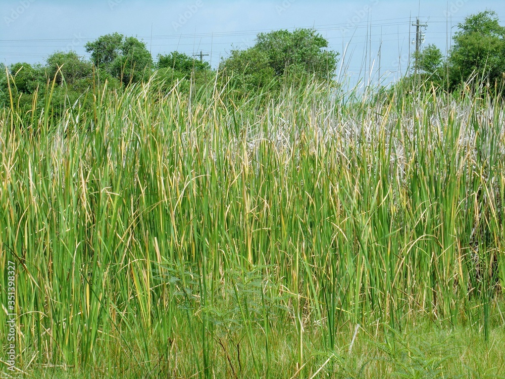 Tall wispy grass