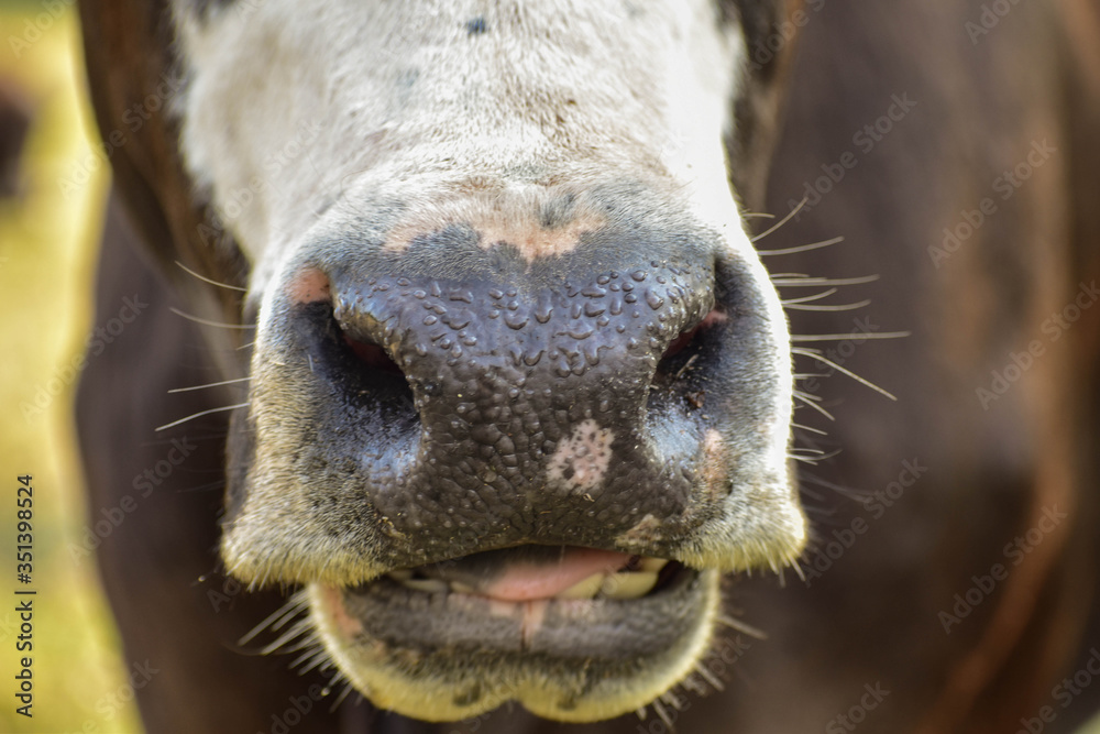Fototapeta premium portrait of a cow
