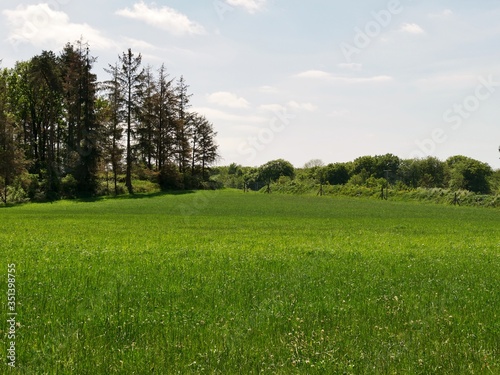 Fototapeta Naklejka Na Ścianę i Meble -  Gräser auf dem Feld mit Baumbestand