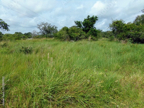 Grassy filed with trees in the background