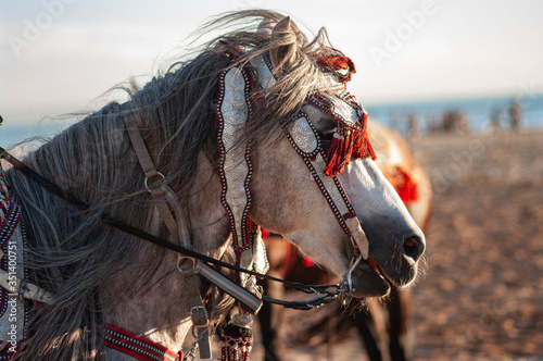 portrait of Moroccan Fantasia horses With traditional Moroccan harness photo