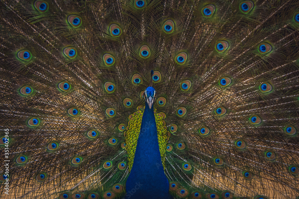 Obraz premium A peacock with spread feather