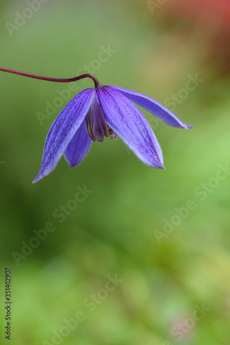 Portrait of a purple clematis flower against a green background, as a nature background

