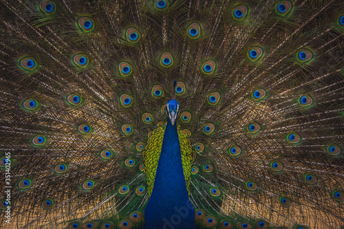 A peacock with spread feather