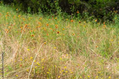 View of Field With Wild Flowers and Tall Grass During the Daytime photo