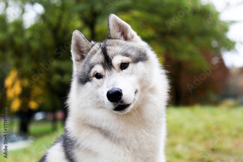 Siberian husky in the grass