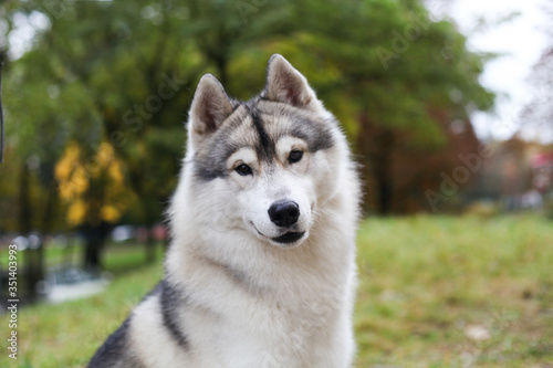 Siberian husky in the grass