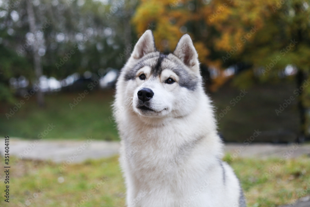 Siberian husky in the grass