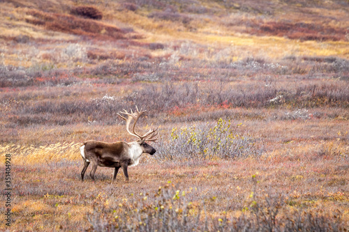 Denali caribou photo