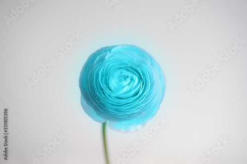 blue ranunculus flower photo