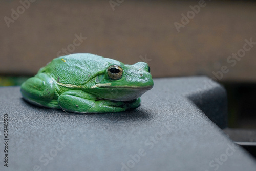 Close up of an American Green Tree frog (Dryophytes cinereus) photo