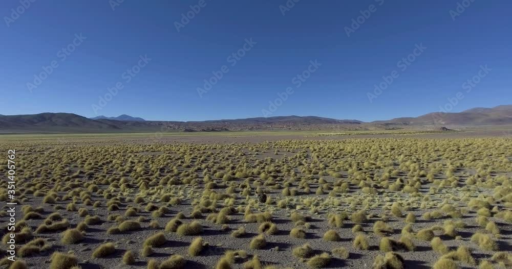 Flock of Greater Rheas (Rhea americana) Dpecies, Flightless Birds