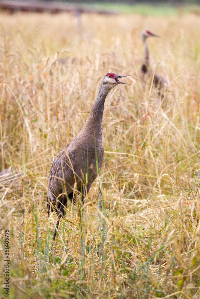 Sandhill crane at migration time Sandhill crane at migration time