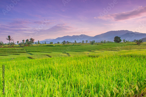 beautiful views of morning rice fields with rows lined up in the morning in Indonesia
