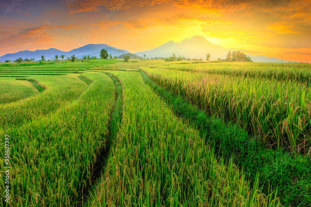 beautiful morning view with yellowing rice and blue mountains in Indonesia