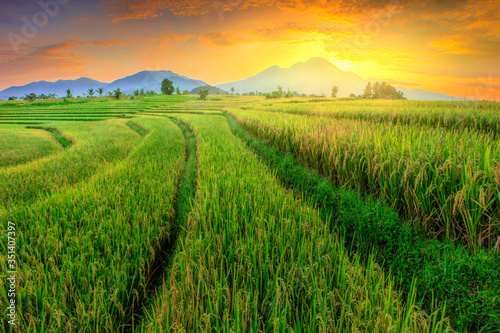 beautiful morning view with yellowing rice and blue mountains in Indonesia