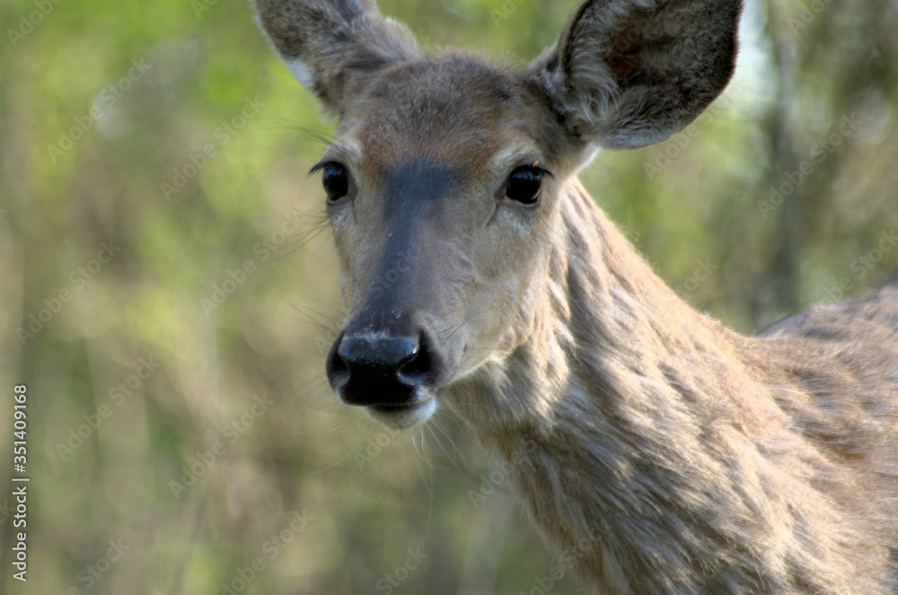 White-tailed Deer - Ontario, Canada White-tailed Deer - Ontario, Canada