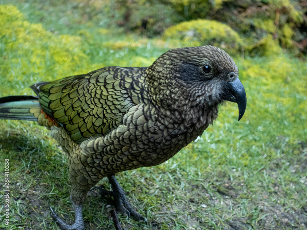 Φωτογραφία Closeup of an adult kea in Fiordland, New Zealand