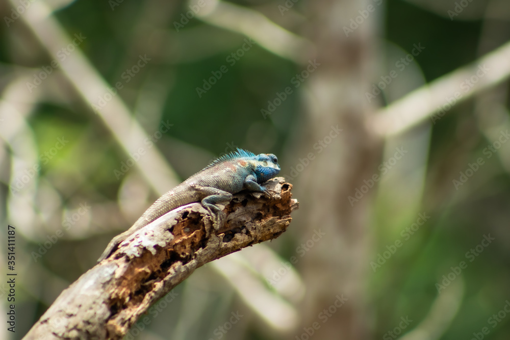 Chameleon Chameleon