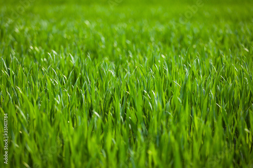 green grass in the wind growing at agriculture field texture, summer ecology food farm background