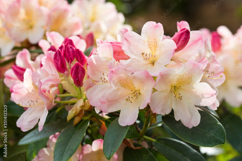 Red and pink flowering rhododendron, in late spring, England, United Kingdom