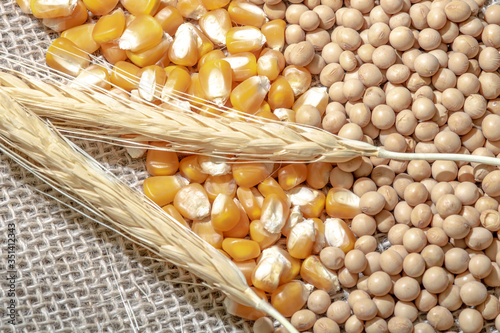 soybean, wheat and corn seeds in Brazil photo