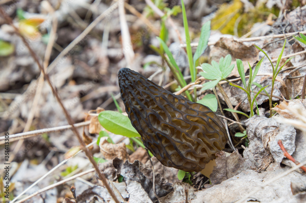 Wild Black Morels edible mushrooms on forest floor Wild Black Morels edible mushrooms on forest floor