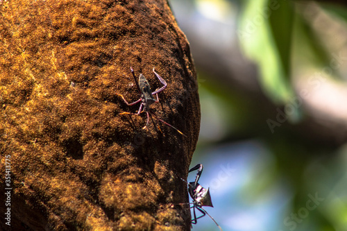 Bedbugs attack the Monguba fruit (aquatic Pachira) also known as wild cocoa photo