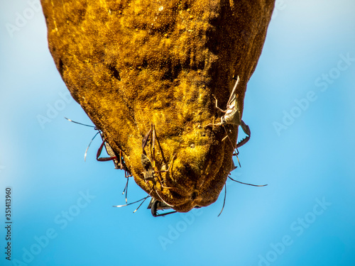 Bedbugs attack the Monguba fruit (aquatic Pachira) also known as wild cocoa photo