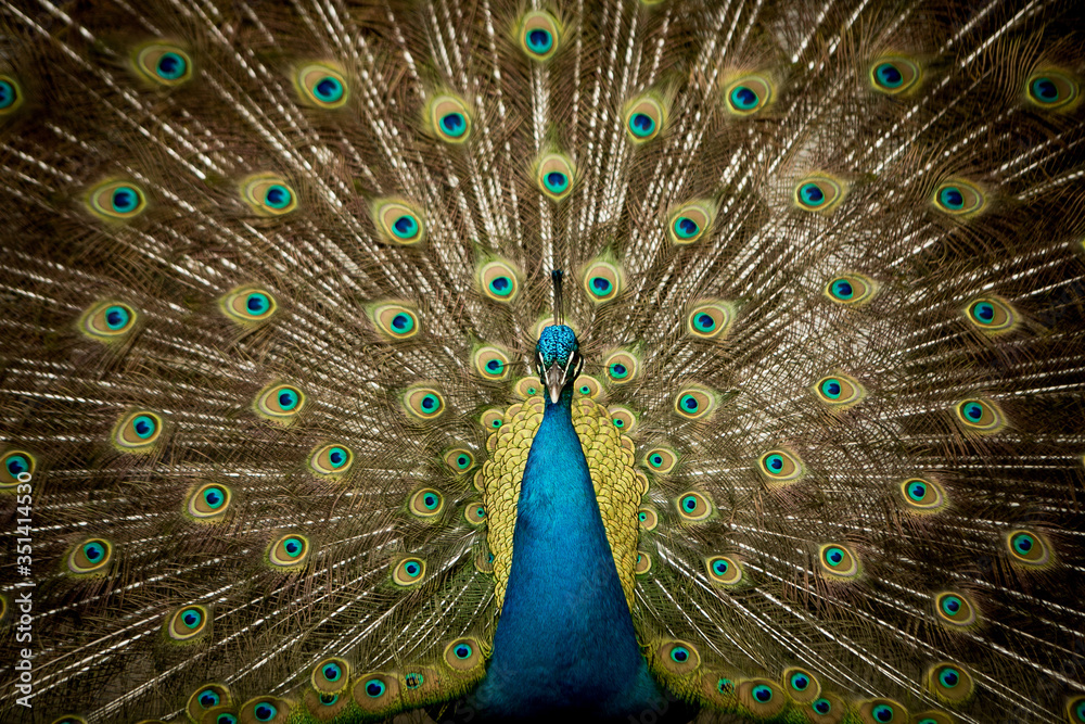 Obraz premium Pavão