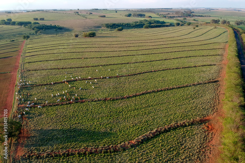 Aerial view of Nelore cattle on pasture in Brazil