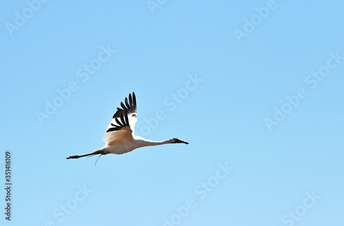 Whooping Crane Flying