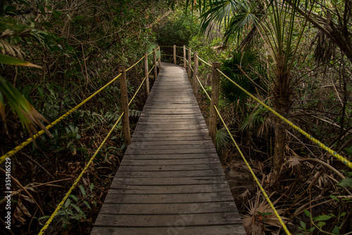 wooden path over river and through mangrove