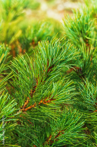 Needles of branch Japanese Stone Pine Pinus Pumila. Natural coniferous medicinal plant used in traditional and folk medicine. Close-up vertical view of natural floral background. Christmas mood.