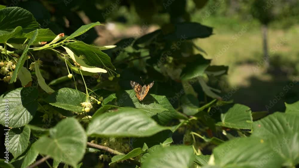 Painted Lady Butterflies Swarming on Linden Tree in Backyard Garden. Summer Bright Day. 2x Slow motion - Half speed of 60 FPS Painted Lady Butterflies Swarming on Linden Tree in Backyard Garden. Summer Bright Day. 2x Slow motion - Half speed of 60 FPS