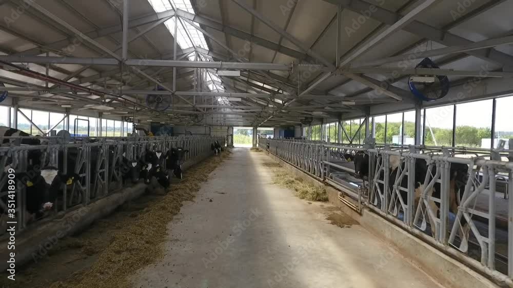cowshed where there are a lot of cows cowshed where there are a lot of cows