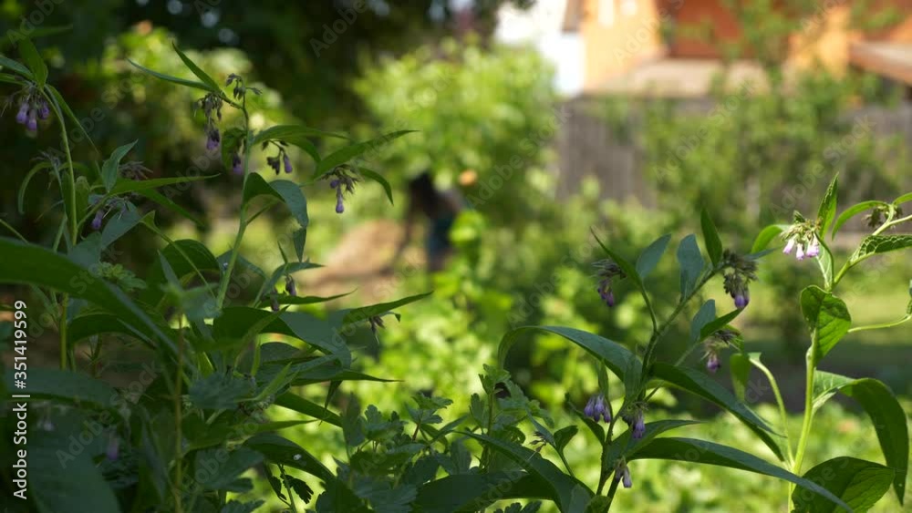 On Blurred Background Woman Hoe Plants in Garden. Cultivating in Backyard. Summer Bright Day. 2x Slow motion - Half speed of 60 FPS On Blurred Background Woman Hoe Plants in Garden. Cultivating in Backyard. Summer Bright Day. 2x Slow motion - Half speed of 60 FPS