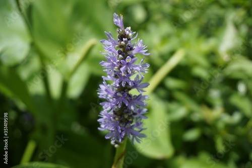 bee on lavender