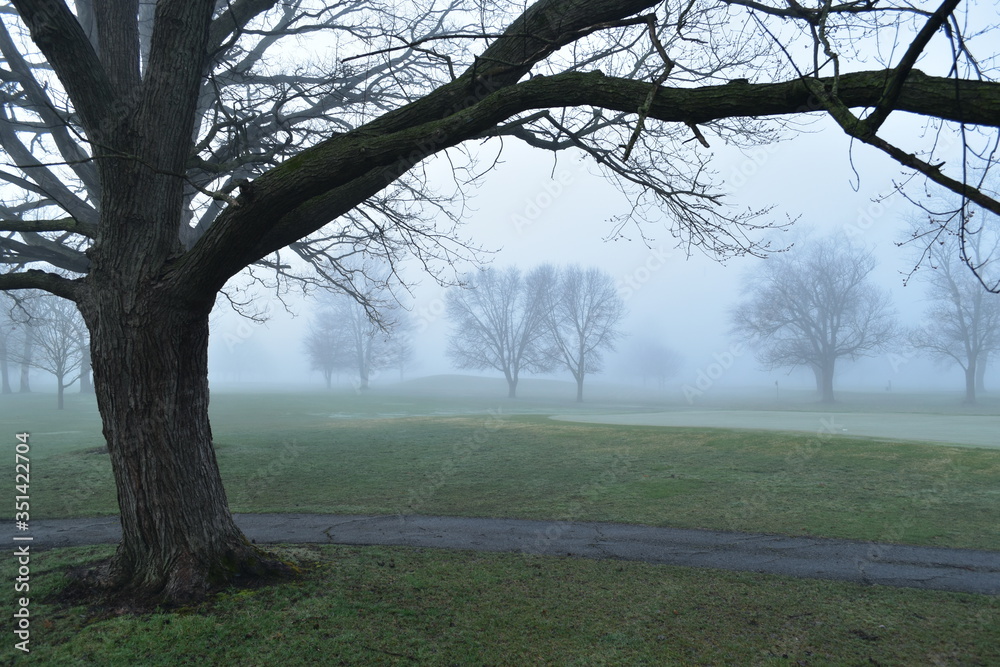 Bare trees in the winter fog on a golf course, Carmel, Indiana